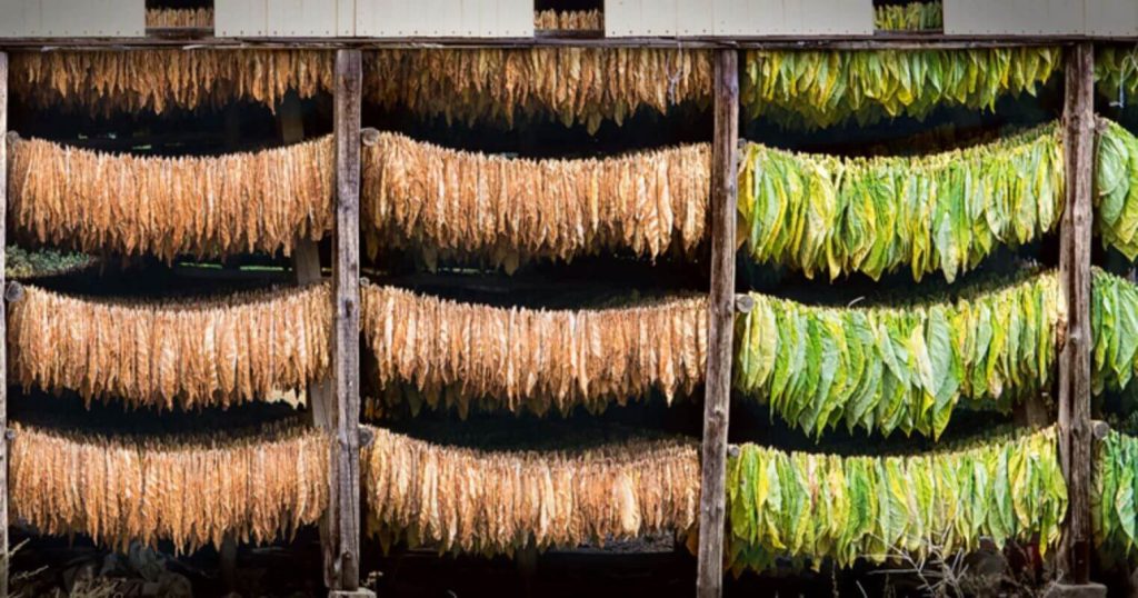 A close-up of tobacco leaves drying in the sun